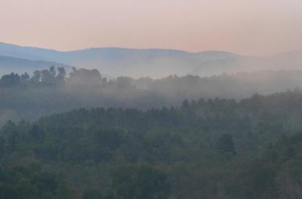 Rewilding Blog Header