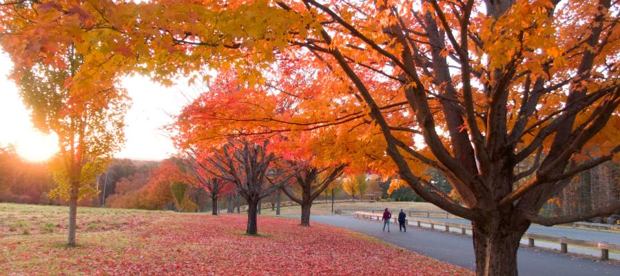 Enchanting fall trees with red and orange leaves at the Kripalu campus.
