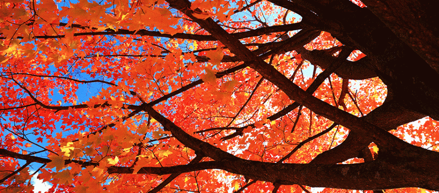 FallLeaves20161018-IMG_1704.gif