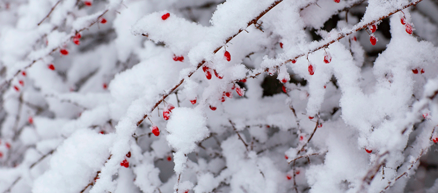 winterberries_hero.png